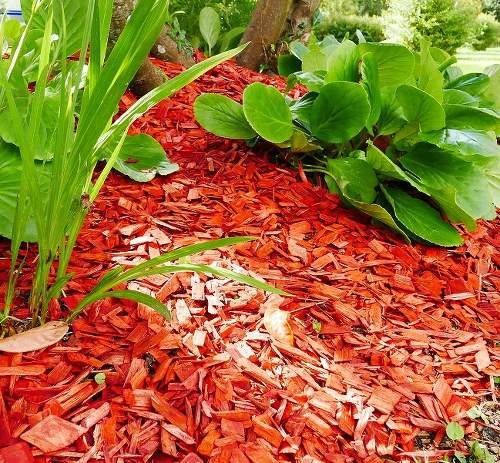 paillage-massif-fleur.jpg