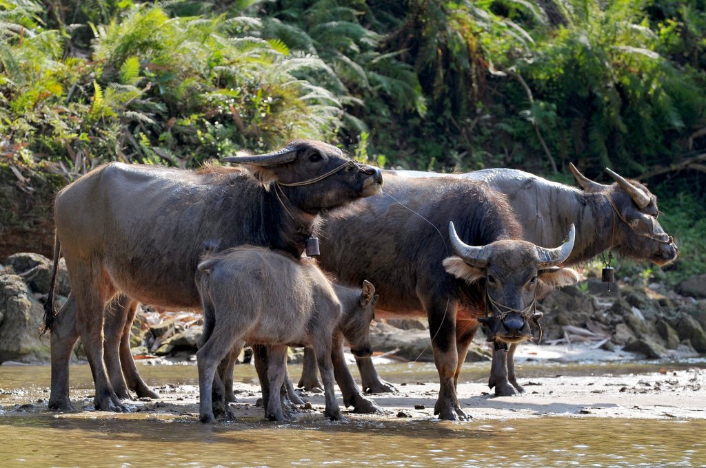 hinh-nen-con-trau-cung-gia-dinh-cua-chung.jpg