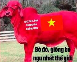 bò đỏ (1).jpg