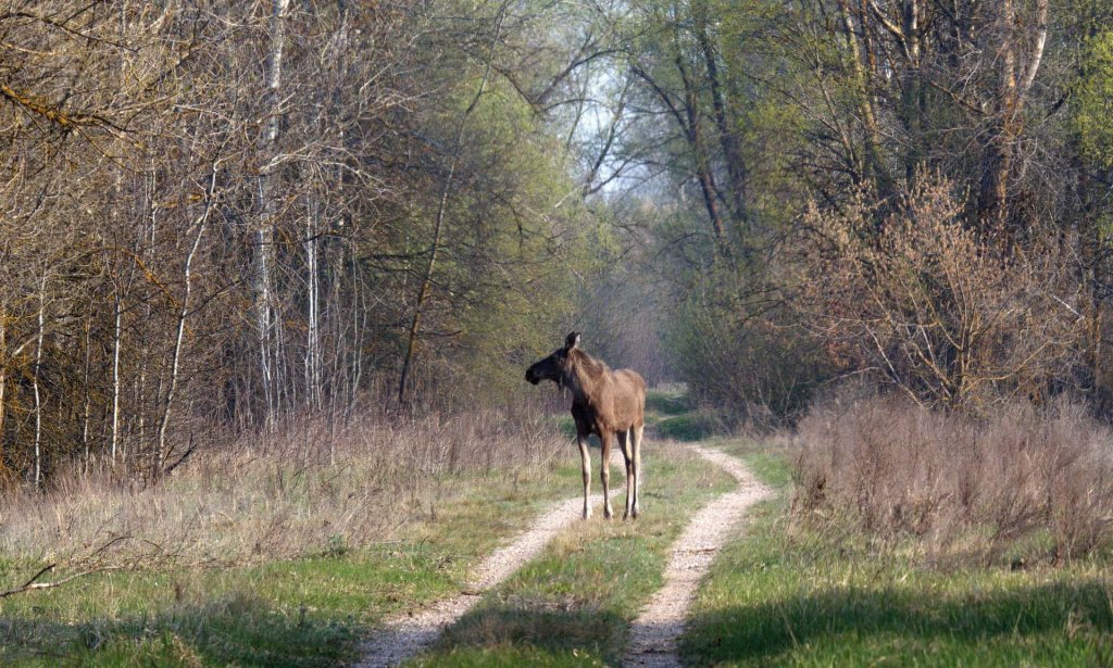 Chernobyl (6_45).jpg