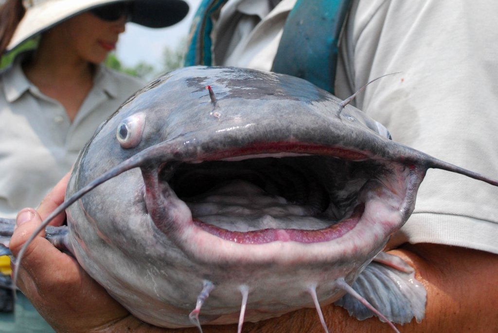 blue catfish face.jpg