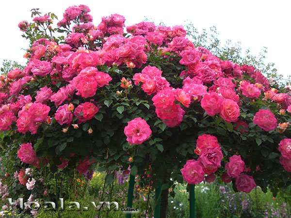 hong-tree-rose.jpg