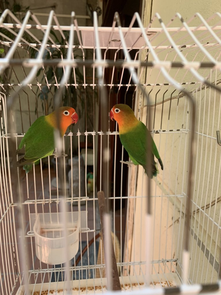 Bí quyết lựa chọn Vẹt Lovebird giống sinh sản | Pet Mart