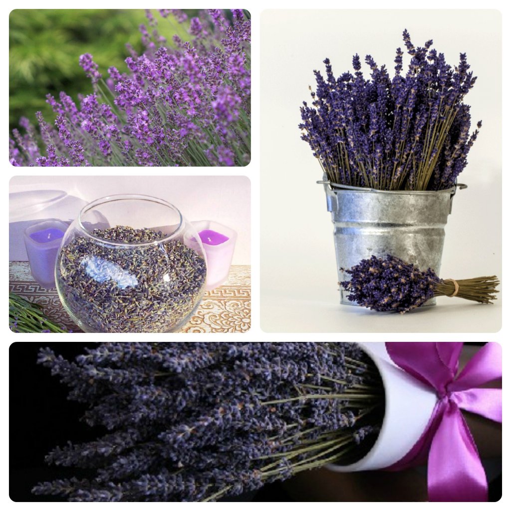 hoa-lavender-kho-1(5).jpg