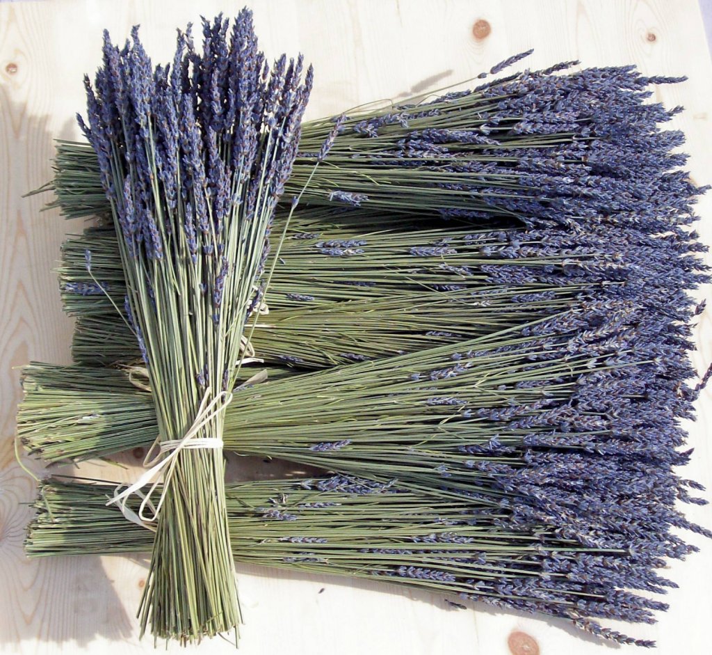 hoa-lavender-kho-da-lat.jpg