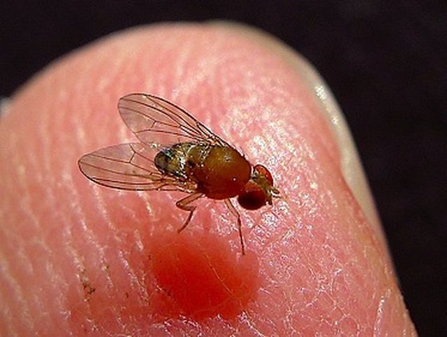 fruit-fly-1455091131666-crop-1455091148198.jpg