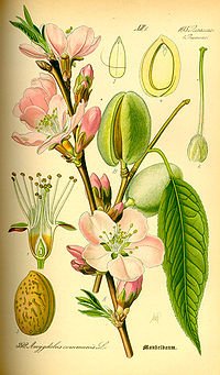 200px-Illustration_Prunus_dulcis0.jpg