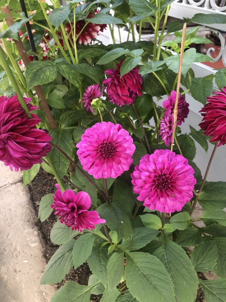 IMG_3477.jpeg