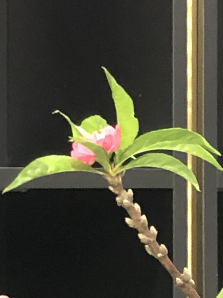 IMG_3503.jpeg