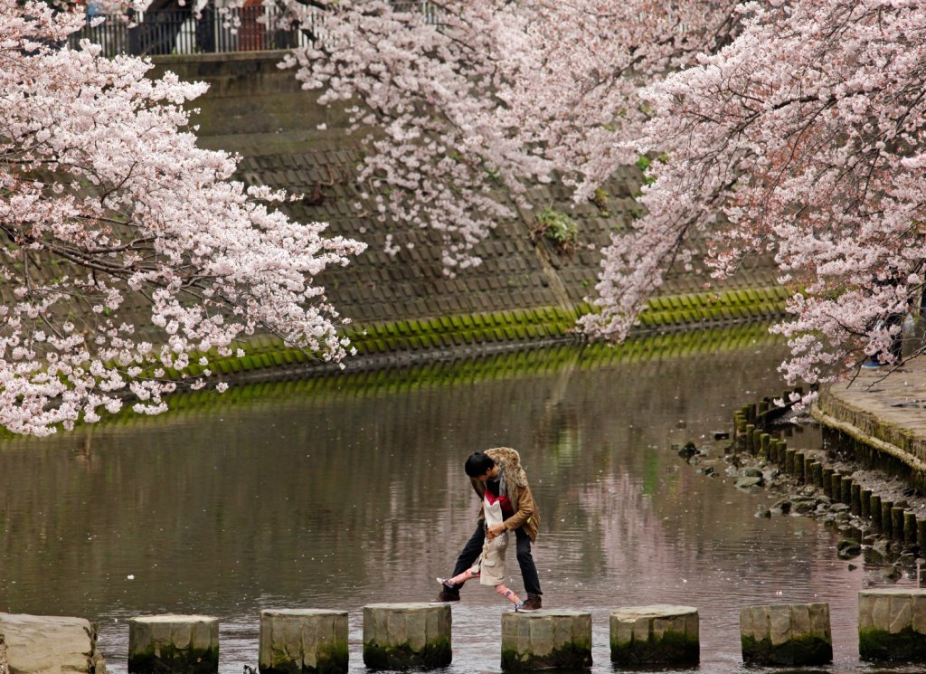 160404-tokyo-cherry-blossoms-05.jpg
