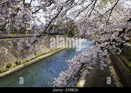cherry-blossom-over-river-canal-in-sakyo-ku-kyoto-japan-e3rb28.jpg