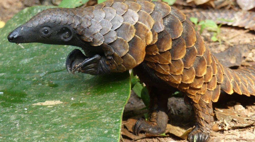 pangolin-richard-rosomoff.jpg