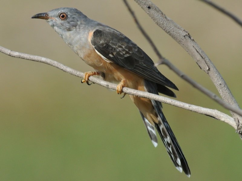 plaintive-cuckoo.jpg