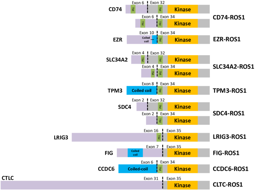 Schematic-diagram-showing-ROS1-fusions-in-LADC-The-domains-are-highlighted-in-different.png