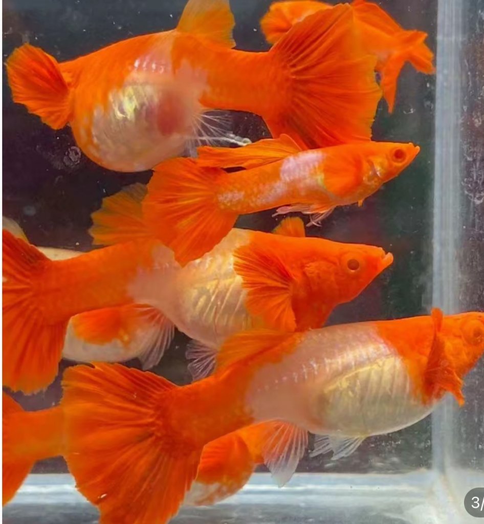 Koi red ear.jpg