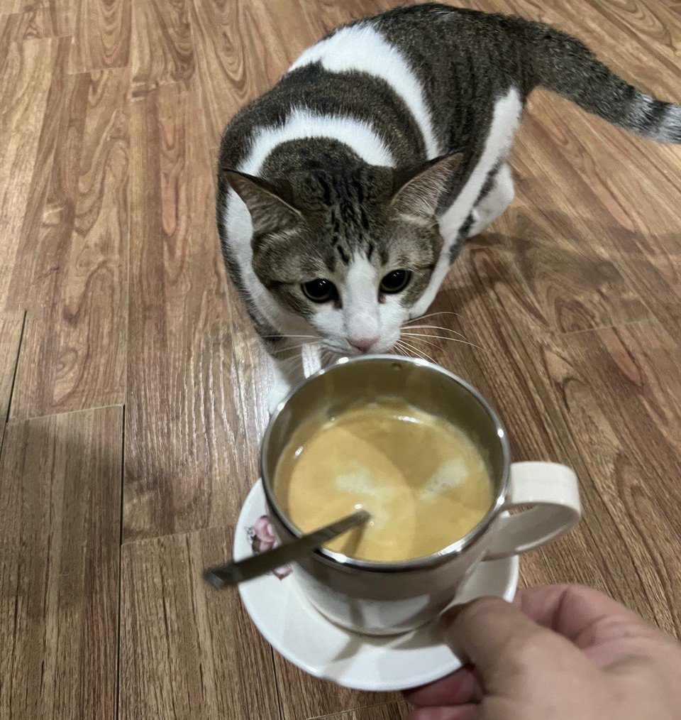 Mèo và Cà phê.jpg