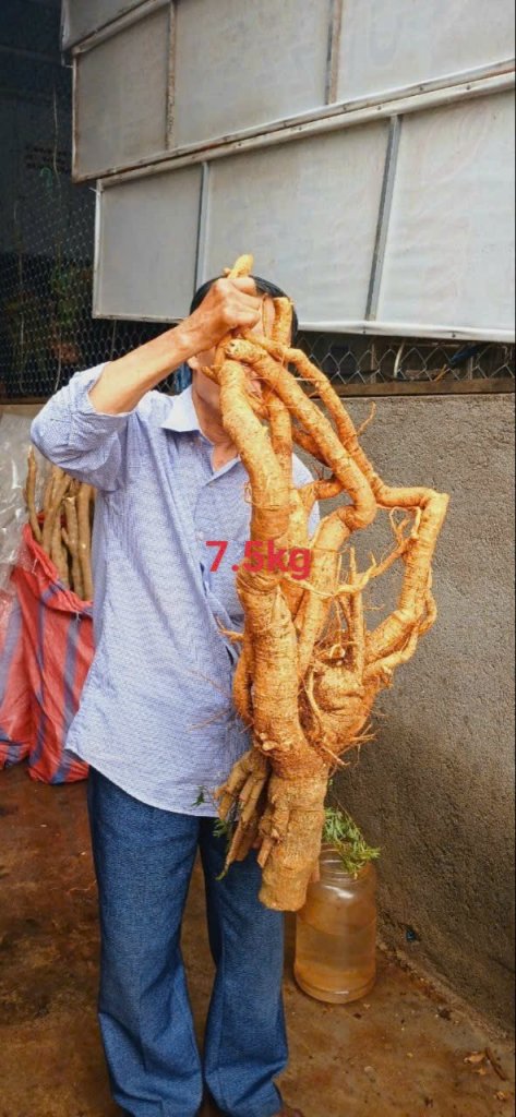 củ đinh lăng 7.5kg.jpg