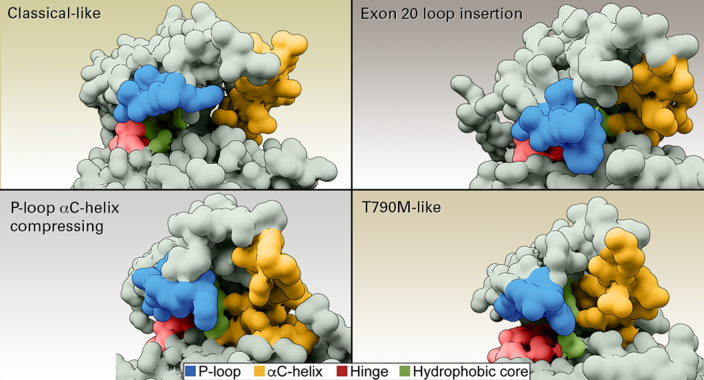 EGFR_conformations_v3_legend.png