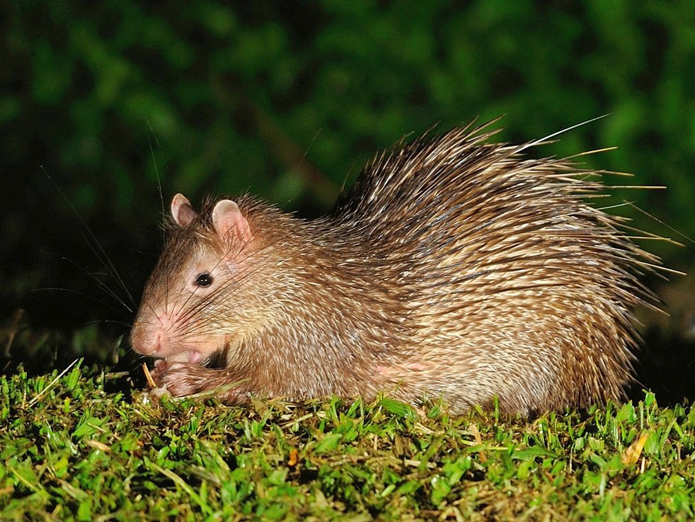 Brush-tailed_Porcupine,_Atherurus_macrourus_in_Kaeng_Krachan_national_park_(15925250476).jpg