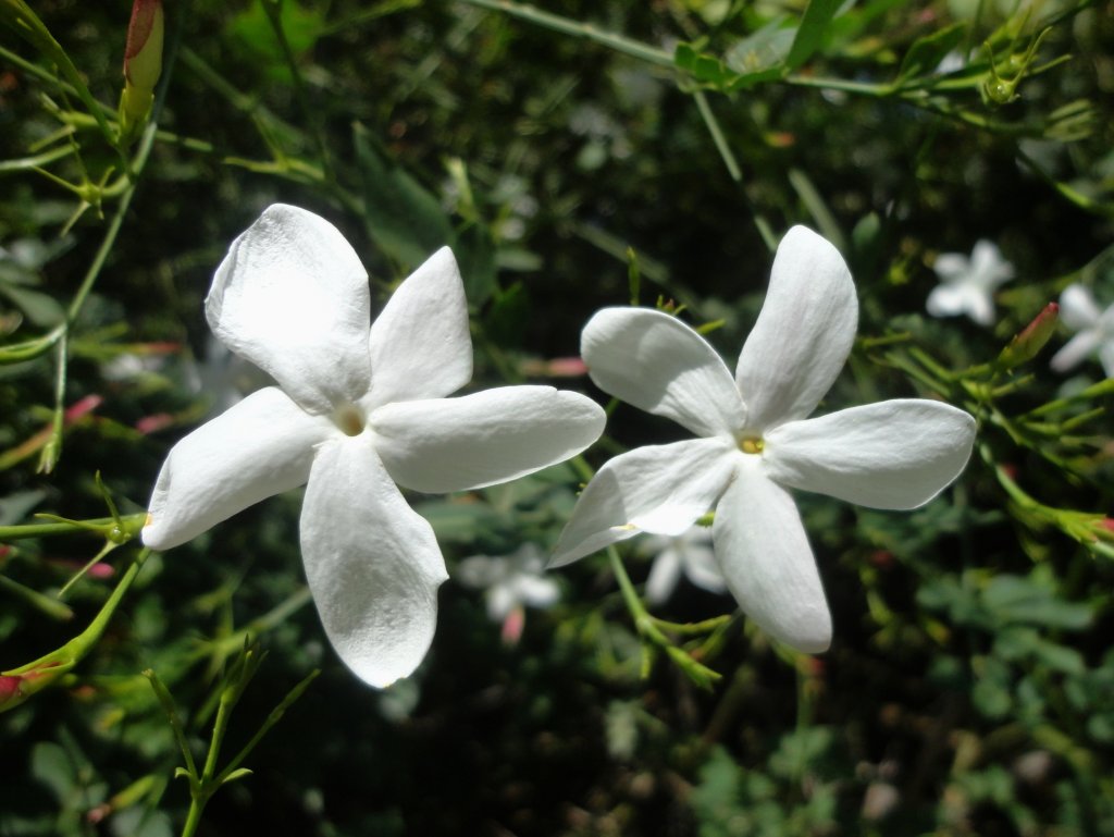 Jasminum_grandiflorum_(Oleaceae).jpg