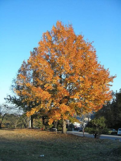 Liquidambar_formosana_01-400x533.jpg