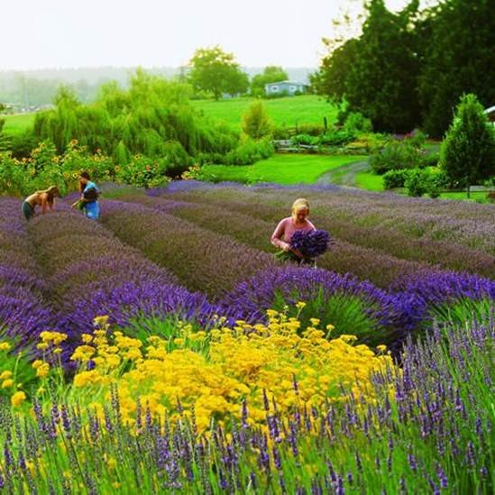 Vườn Lavender.jpg