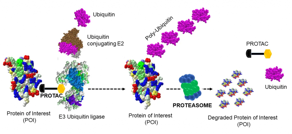 cGMP_Potency_Assays_PROTAC_Drug_Development_Figure_1.png