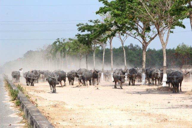 nhơn trạch 1.jpg