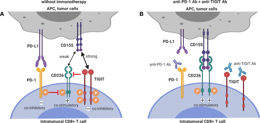 Dual-blockade-of-TIGIT-and-PD-1-has-synergistic-effects-on-intra-tumoral-CD8-T-cells.png