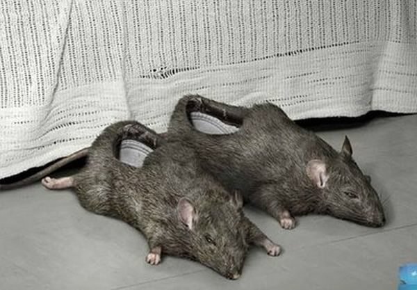 rat-shoe-600x417.jpg