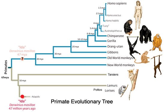 primate.jpg