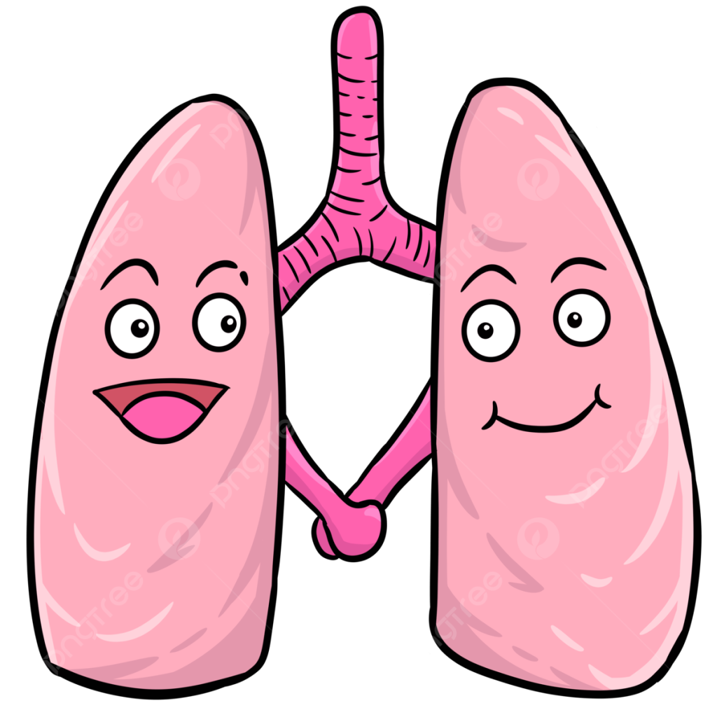 pngtree-happy-healthy-lungs-png-image_8486755.png