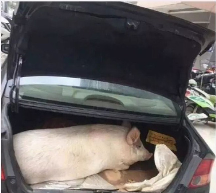 Pig in car.png