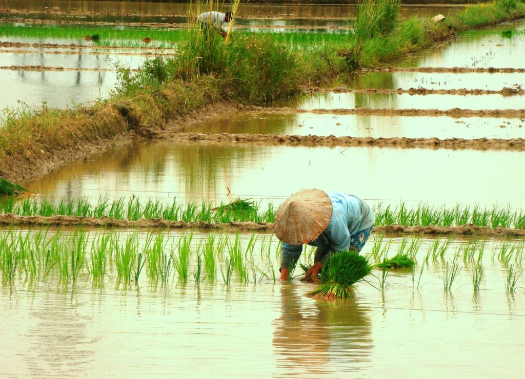 Đi cấy 2011.jpg