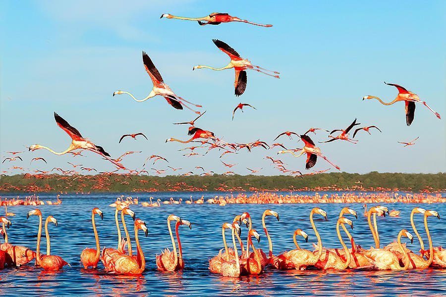 many-pink-beautiful-flamingos-in-a-beautiful-blue-lagoon-mexico-celestun-national-park-julien.jpg