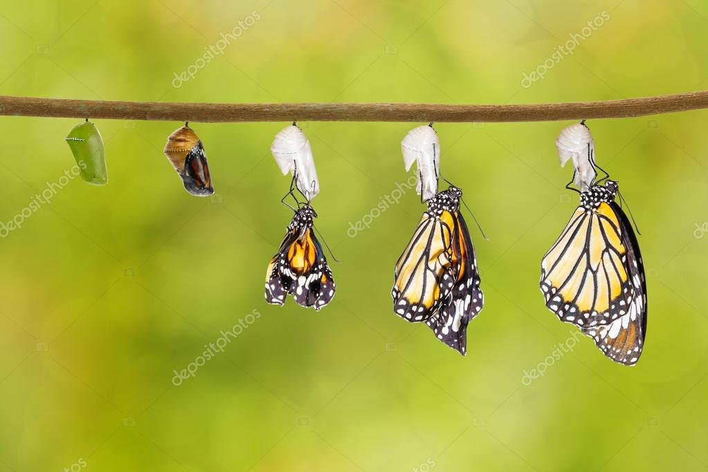 depositphotos_112241784-stock-photo-transformation-of-common-tiger-butterfly.jpg