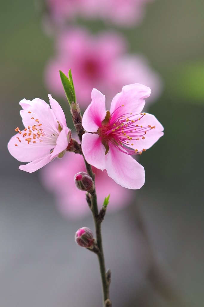 IMGP6855.jpg