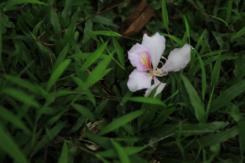 IMG_0037.jpeg