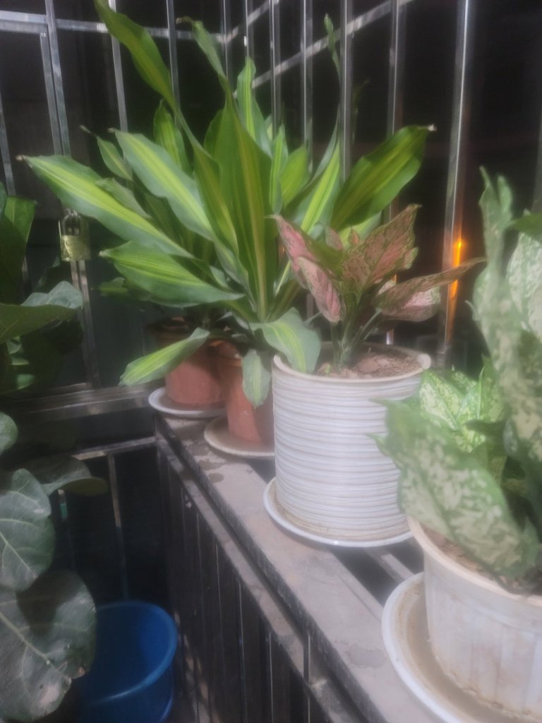 20250423_185150.jpg