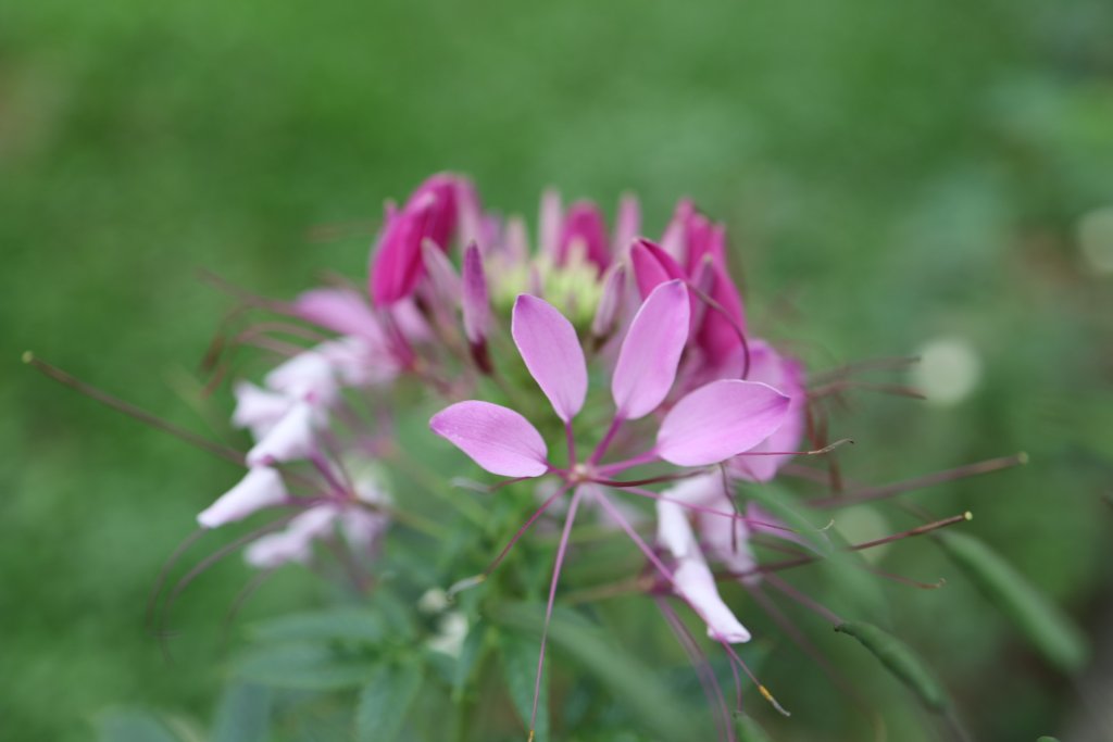 IMG_0027.jpeg