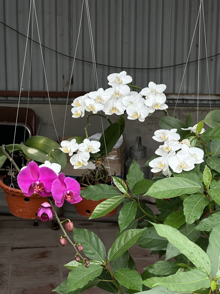 IMG_2433.jpeg