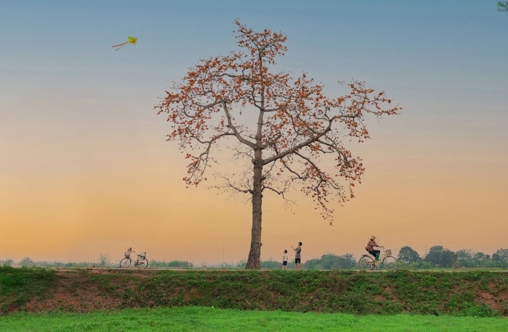 Ảnh số 8