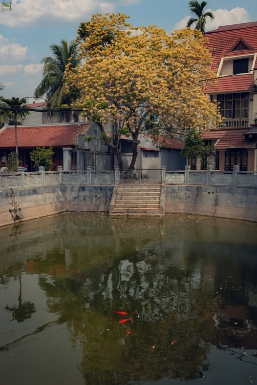 Ảnh số 12