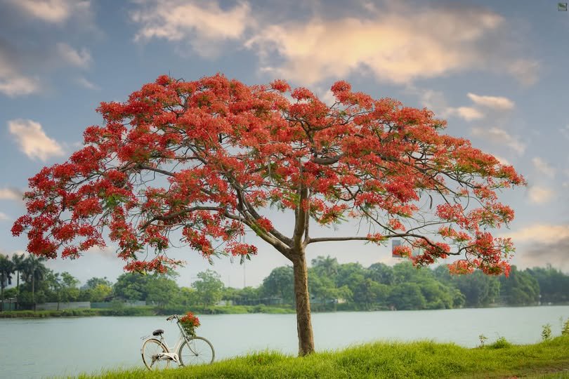 Ảnh số 13