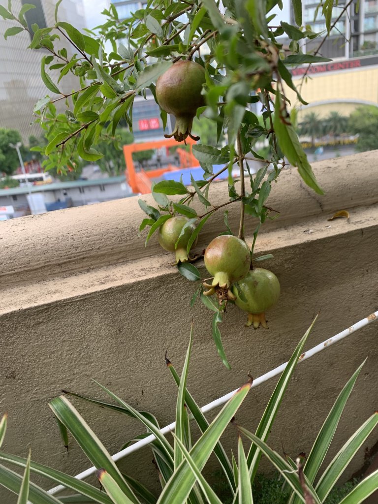 IMG_5076.jpeg