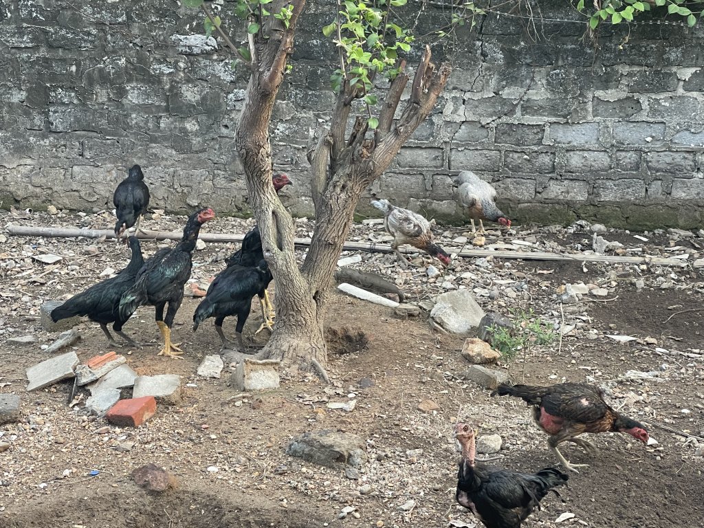 IMG_0690.jpeg