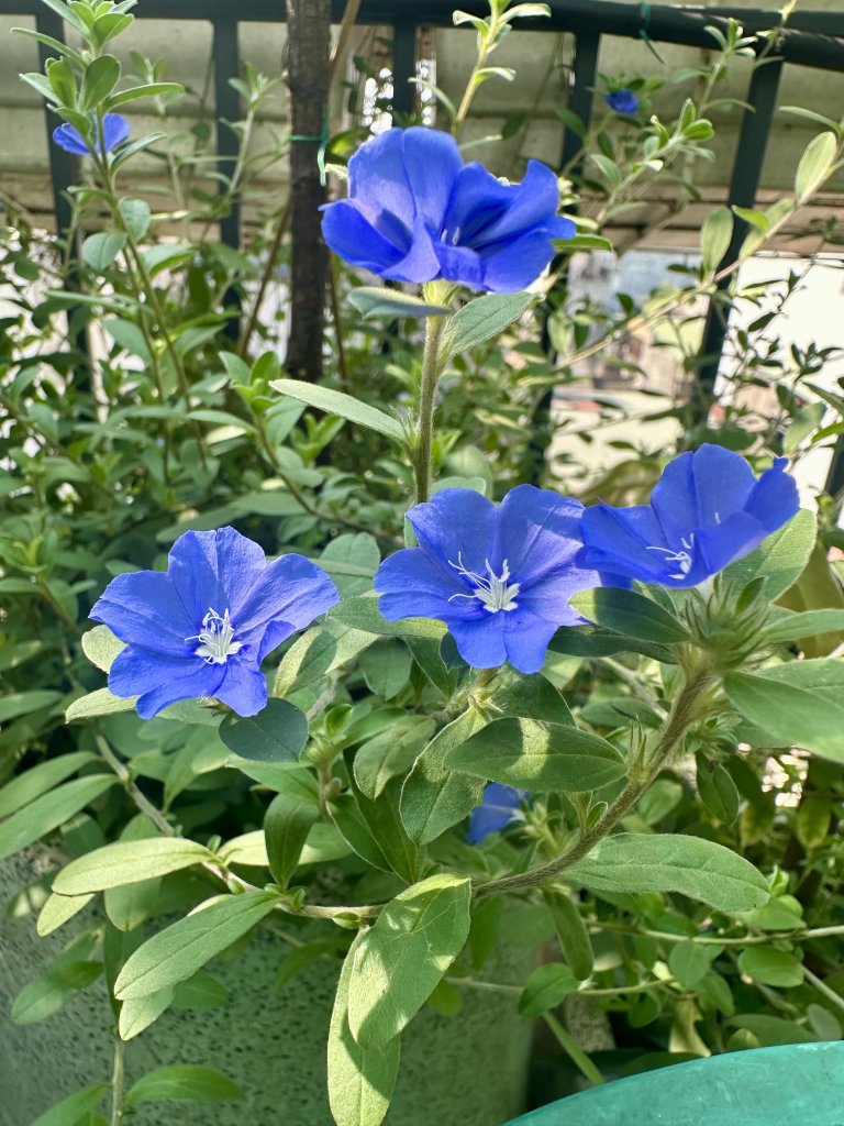IMG_0365.jpeg