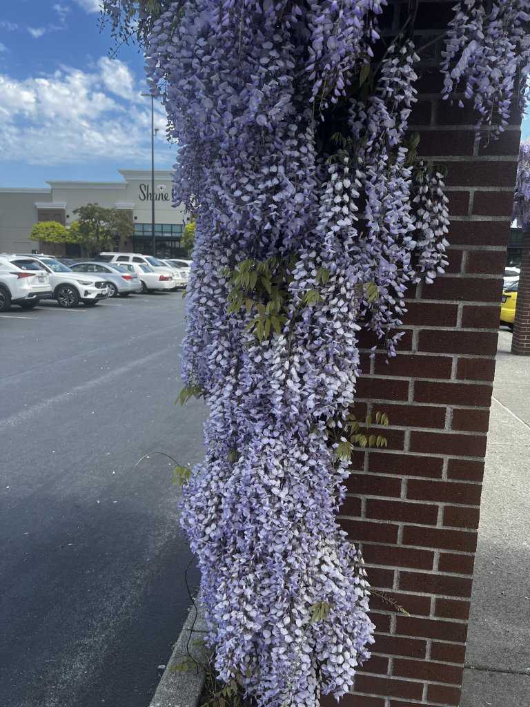 IMG_2746.jpeg