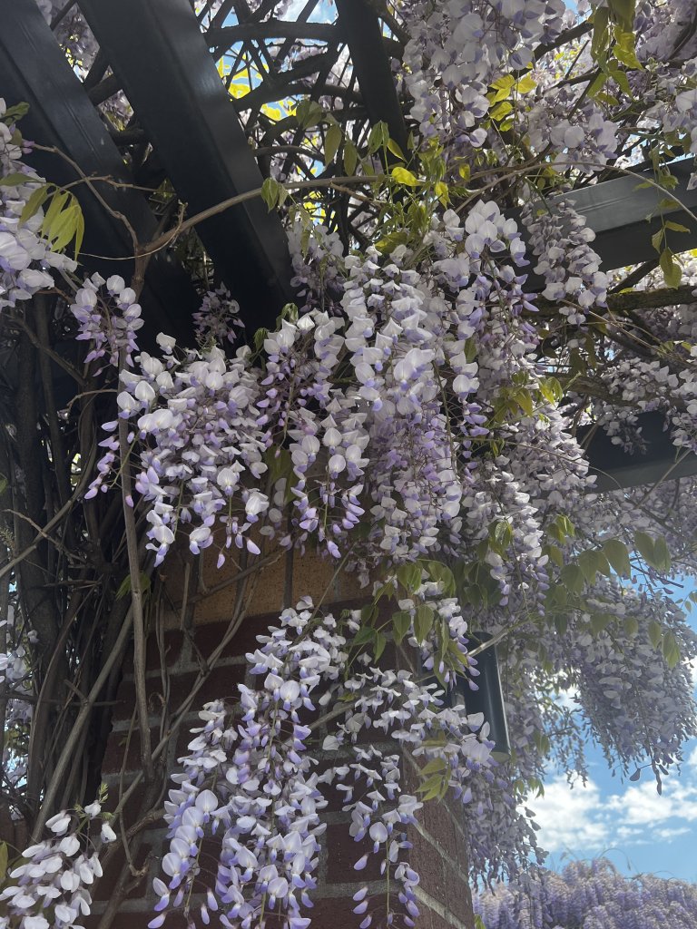 IMG_2745.jpeg