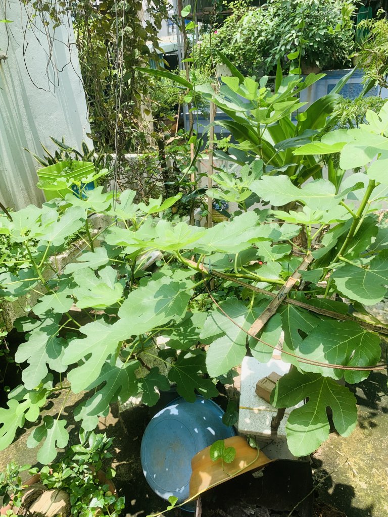 IMG_1330.jpeg